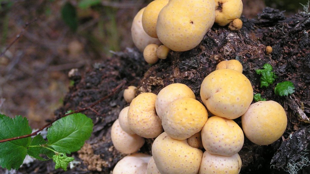 “Patagonia Fungi” lanza su kit de cosecha de hongos silvestres comestibles