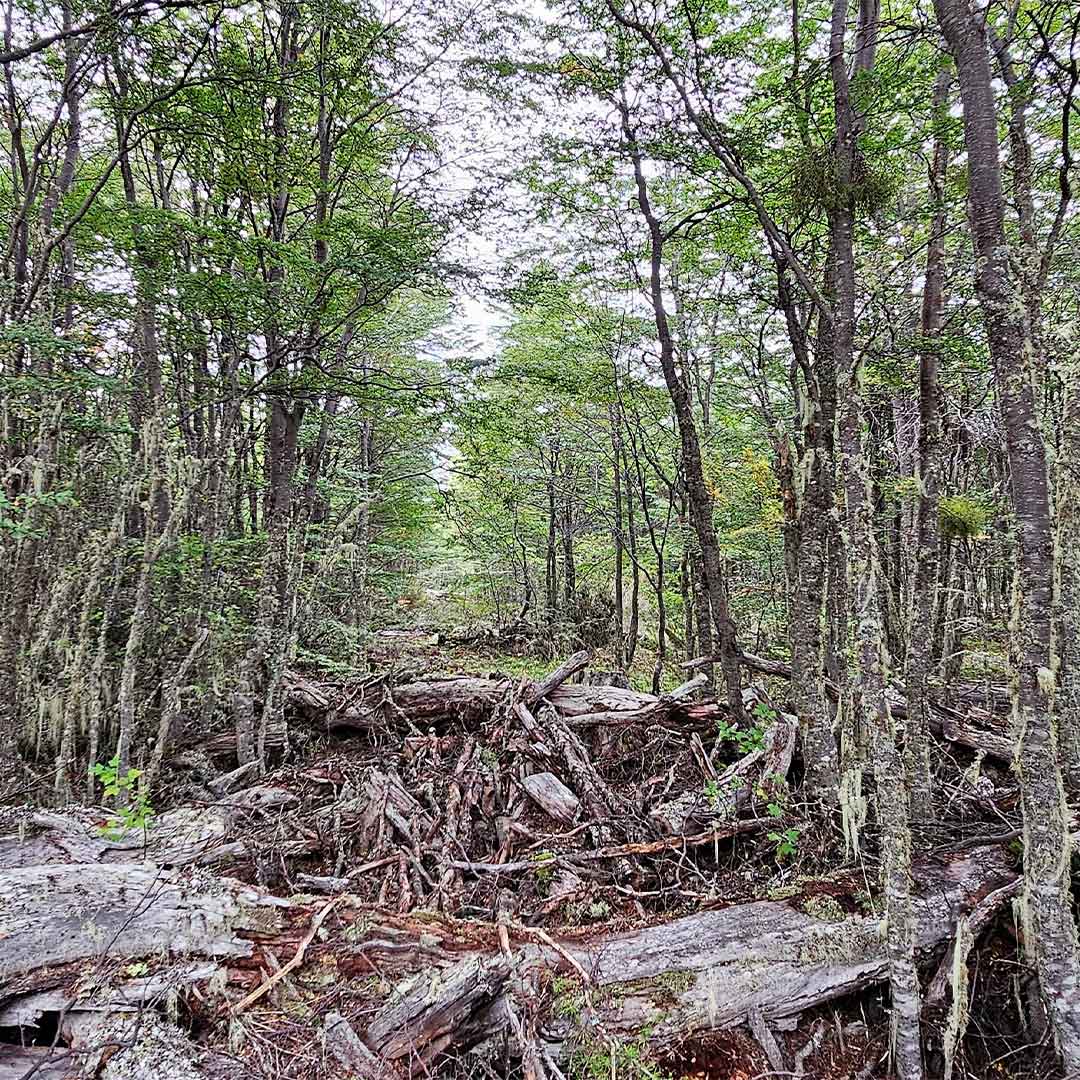 Proyecto Verde del Clima: Conformación de los equipos técnicos en las provincias