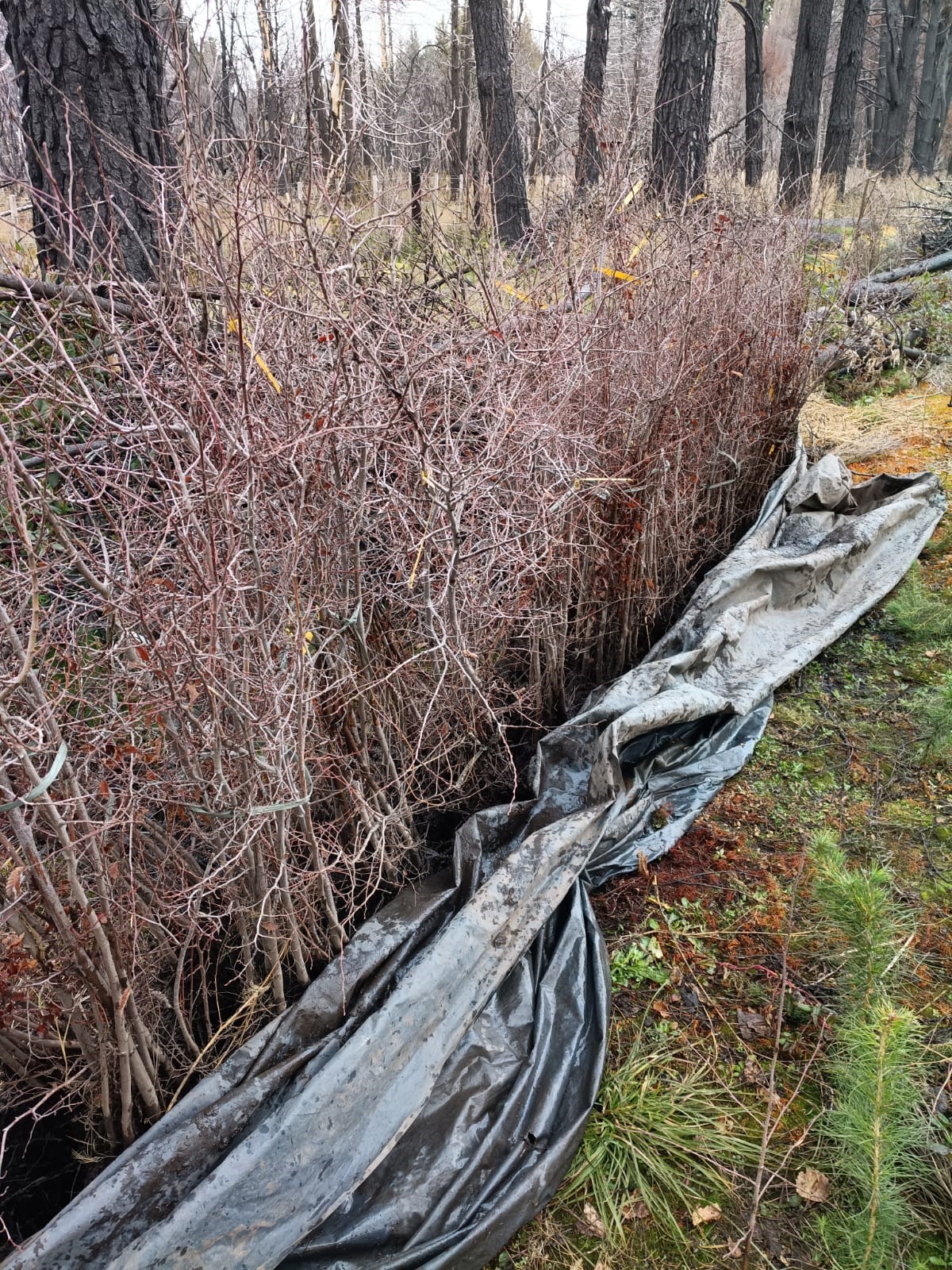 Nueva plantación de roble pellín y raulí en Mallín Ahogado