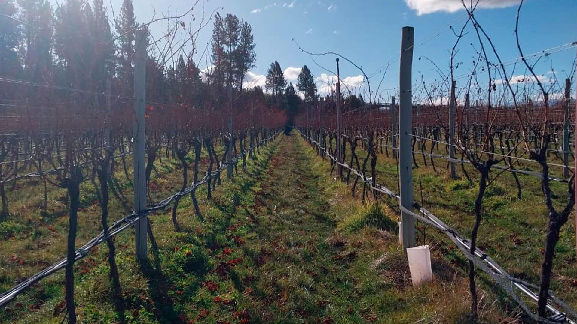 Vinculación público-privada para generar conocimiento aplicado a la producción vitivinícola