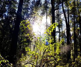 CIEFAP participará en la Red Iberoamericana de Adaptación y Resiliencia al Cambio Global de Bosques Amenazado